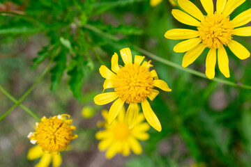 yellow flowers in the garden