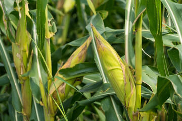 Nature's Treasure: A Ripe Corn Cob Hanging from a Stalk