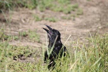 ハシボソガラス（Corvus corone）の鋭い眼光