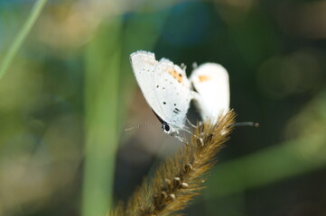 花の上で交尾するツバメシジミ（Everes argiades）