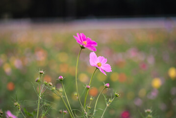 コスモス