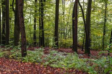 Fototapeta premium Beautiful scenery of autumn nature with fallen and orange foliage in the forest of Bavaria. Autumn in the forest with mushrooms and colorful leaves