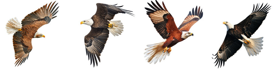 Four majestic eagles in flight against a white isolate background.