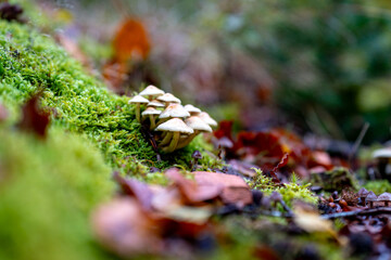 Autumn in the forest with mushrooms and colorful leaves