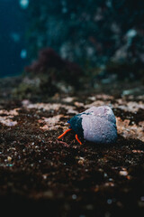 hermit crab