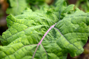 A leafy green vegetable with a pink stem. The leaf is very thick and has a lot of veins
