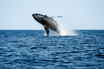 Fototapeta premium humpback whale jumping