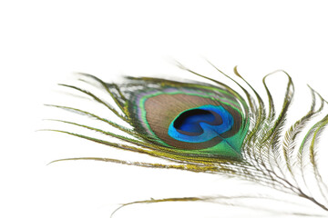 A close-up view of the intricate details on a peacock feather