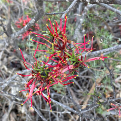 The Comb Grevillea (Grevillea huegelii) is a small to medium-sized shrub native to Australia, featuring unique comb-like clusters of pink to red flowers and has narrow, needle-like leaves.