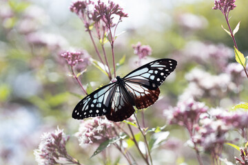 Obraz premium アサギマダラ