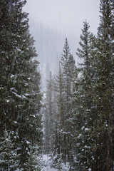 Winter in Colorado's Rocky Mountains