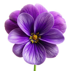 Naklejka premium Elegant purple flower in bloom isolated against a white background, showcasing nature's delicate beauty.
