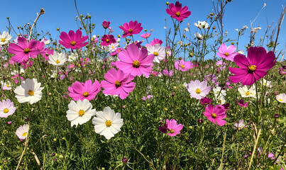 Fototapeta premium Dreamlike Landscapes and Mystical Gardens with Vibrant Flowers and Glowing Nature
