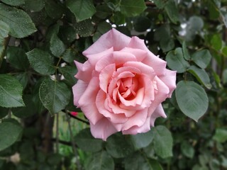 A soft pink rose showcases its beautiful petals, gently unfurling in a vibrant garden filled with lush foliage under bright sunlight.