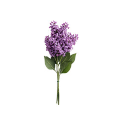 Fototapeta premium a Lilac flower isolated