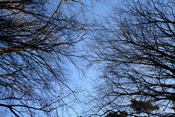 dry branches in the blue sky