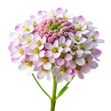 Delicate white candytuft blossom with clustered petals and green center, isolated on a clean white background for a fresh look.