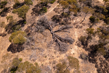 Iconic and haunting: the sprawling silhouette of a Scrub Cypress Pine, a testament to nature's...