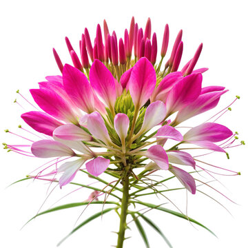 Vivid cleome blossom with bright pink petals and delicate stamens, captured on a white background, showcasing its exotic beauty.