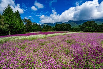 久住高原の千日紅
