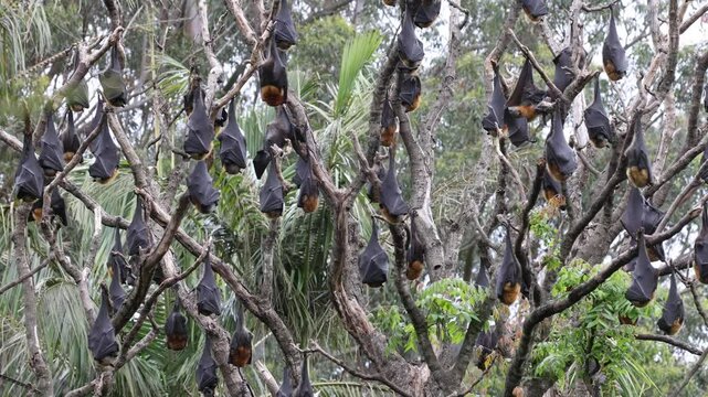 Australian Grey-headed Flying Fox
