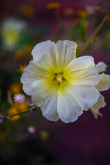 Fototapeta premium White hibiscus flower in full bloom, close-up