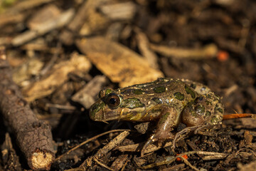 A very small Australian froglet known as the Common Eastern Froglet (Crinia signifera)