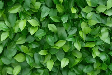 Obraz premium A close-up view of lush green leaves creating a vibrant and refreshing natural background for your designs.