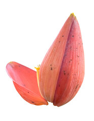 banana blossom isolated on white background.