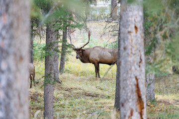 Wild Elk in Banff National Park is a walking street in the town.