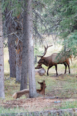 Wild Elk in Banff National Park is a walking street in the town.