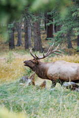 Wild Elk in Banff National Park is a walking street in the town.