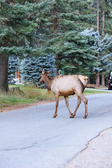 Wild Elk in Banff National Park is a walking street in the town.