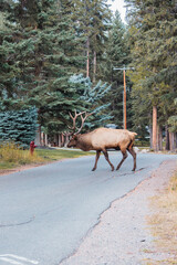 Wild Elk in Banff National Park is a walking street in the town.