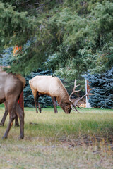 Wild Elk in Banff National Park is a walking street in the town.