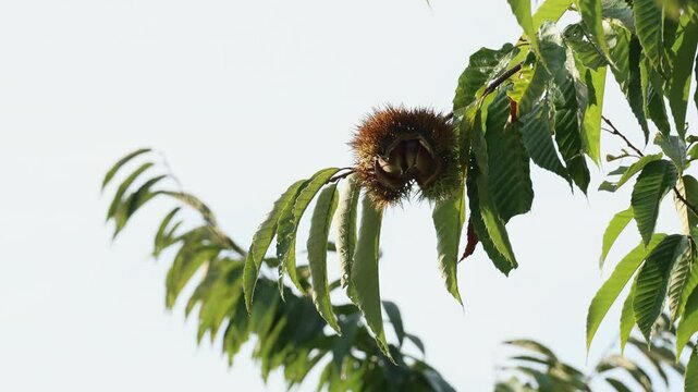 Autumn seasonal fruit - chestnut fruit on a chestnut tree in warm sunlight. with the sounds of nature