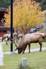 Wild Elk in Banff National Park is a walking street in the town.