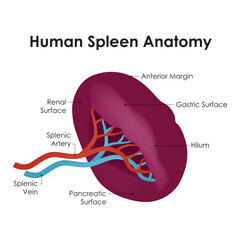 Fototapeta premium Human Spleen Anatomy Science Design Vector Illustration Diagram