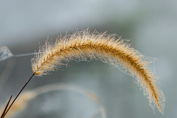 close up of grass in winter