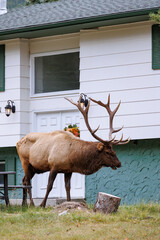 Wild Elk in Banff National Park is a walking street in the town.