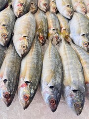 Display of fresh fish for sale at local market