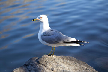 Ring-billed Gull on a Rock by the Water
