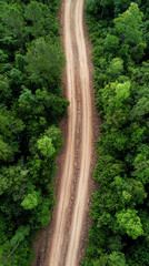 A top view of a forest conservation project, where volunteers plant trees to restore degraded land