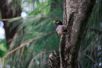 Common myna, Acridotheres tristis, perching on a tree trunk in forest park, a large, black-and-brown myna with white wing patches, yellow bill, and yellow legs, green leaves bokeh background