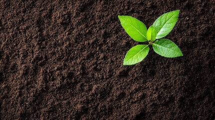 Naklejka premium New plant emerging from rich dark soil in a natural setting