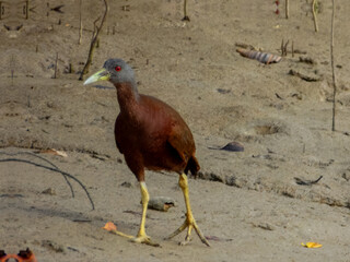 Chestnut Rail - Gallirallus castaneoventris in Australia