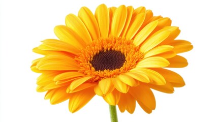 Beautiful orange daisy with bold, vivid petals, standing out against a clean white backdrop, symbolizing simplicity and beauty.