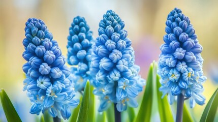 Fototapeta premium Blue spring flowers in full bloom, the soft-focus background creating a dreamy and tranquil effect.