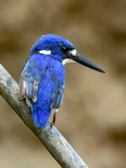 Little Kingfisher - Ceyx pusillus in Australia