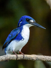 Little Kingfisher - Ceyx pusillus in Australia